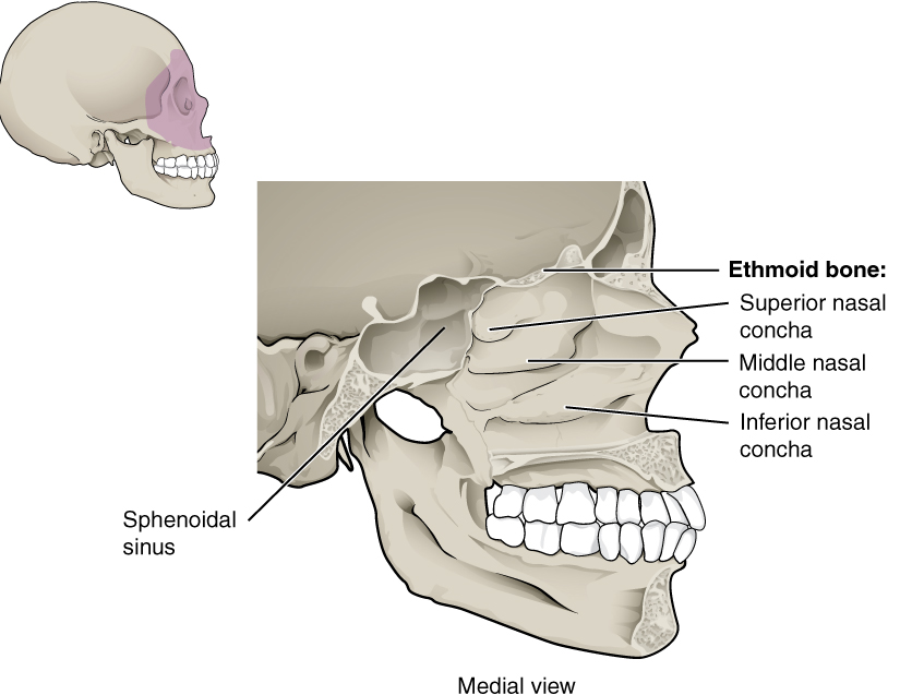 ethmoid bone superior nasal concha