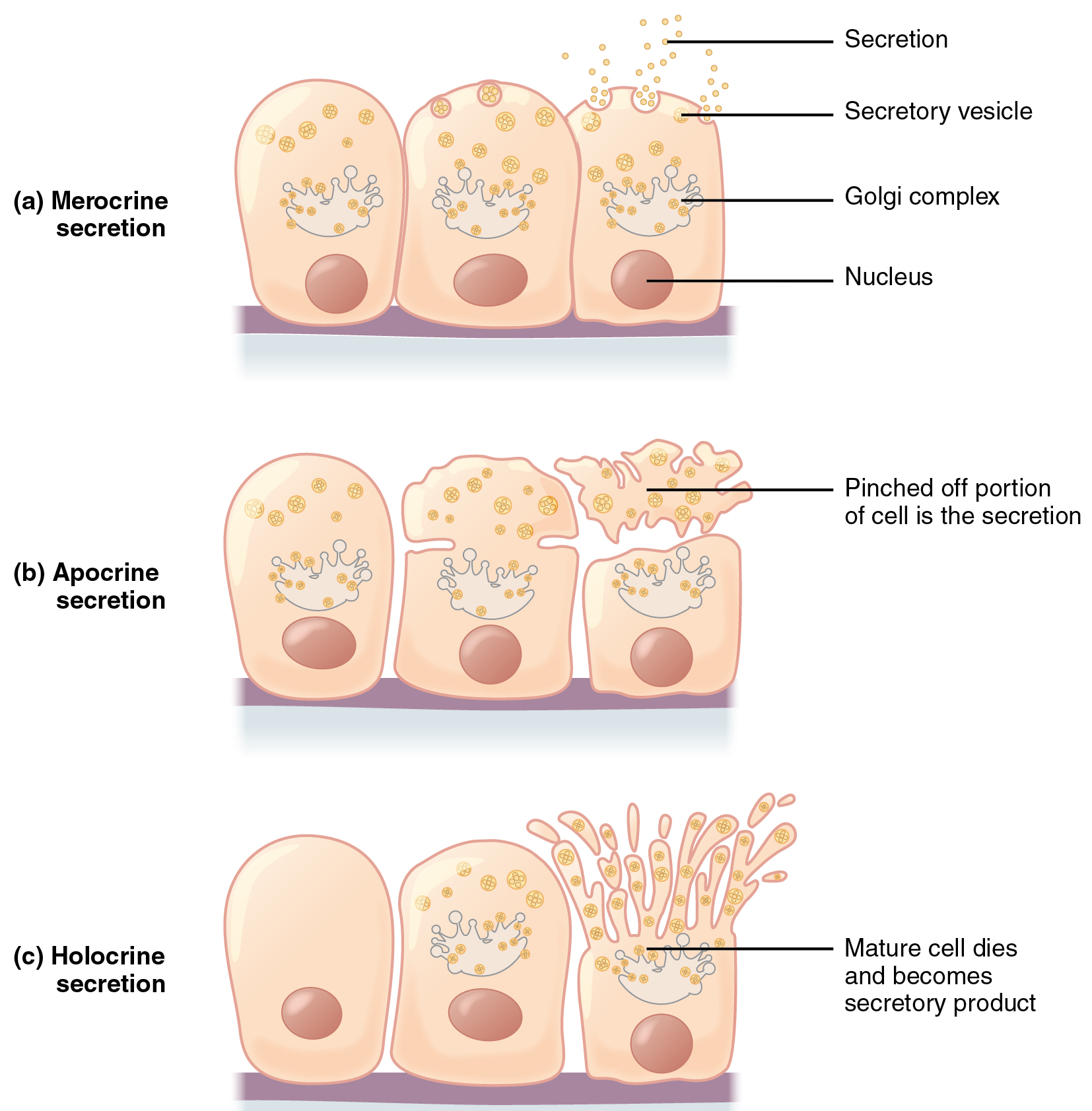 OpenStax AnatPhys Fig 4 10 Modes Of Secretion By Glands Updated 