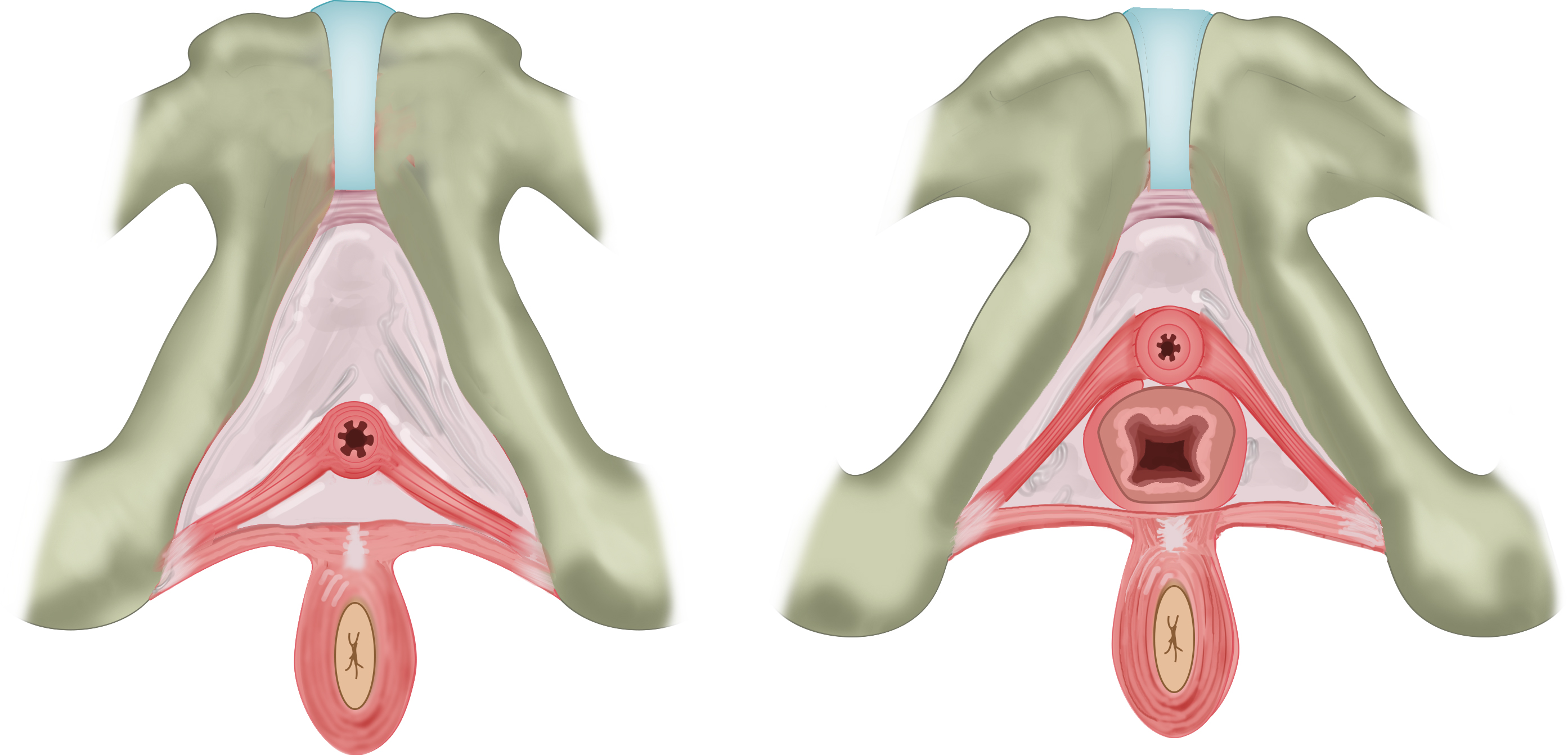 Inferior view of the deep male and female perineal pouch - no labels