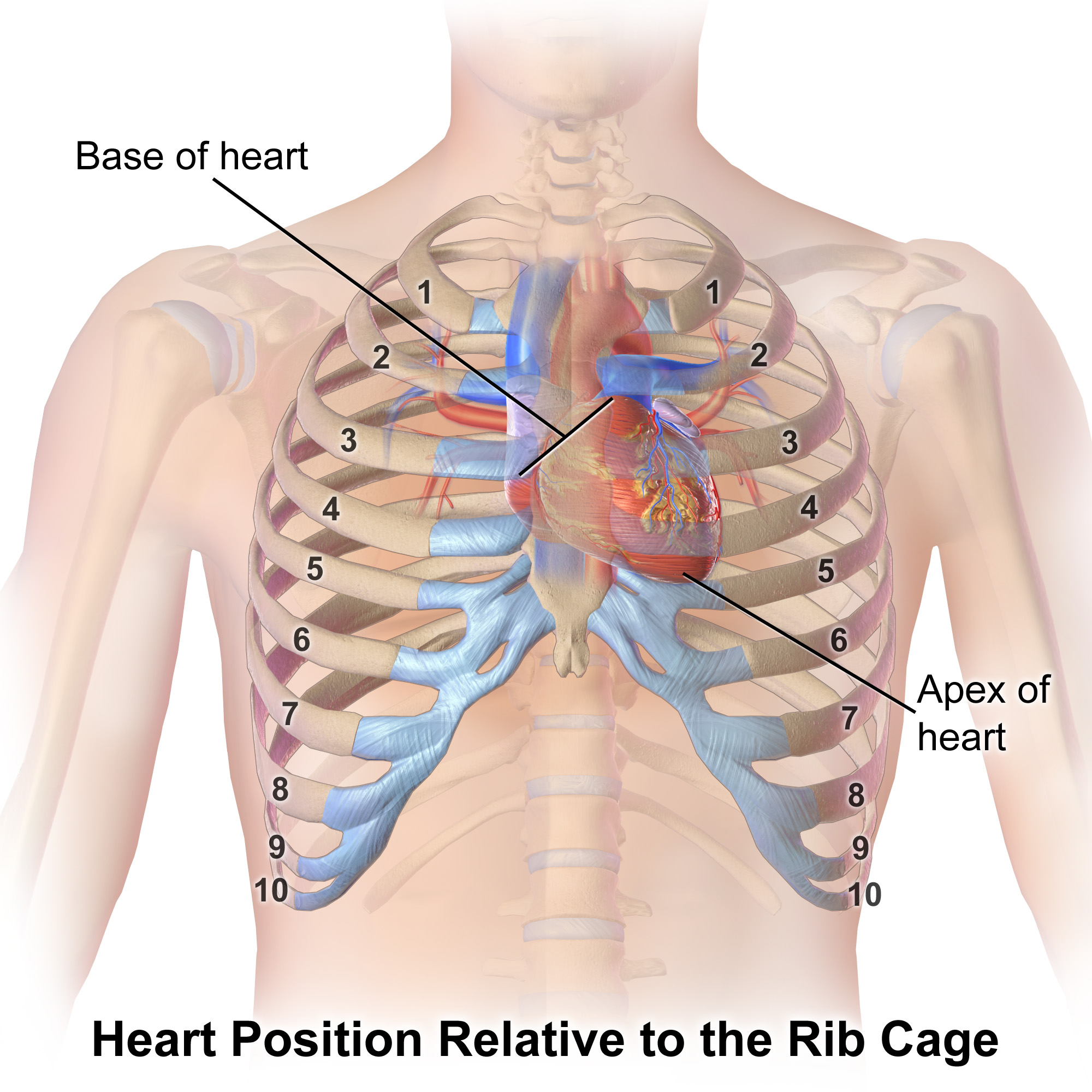Blausen 0467 - Heart position relative to the rib cage - English labels
