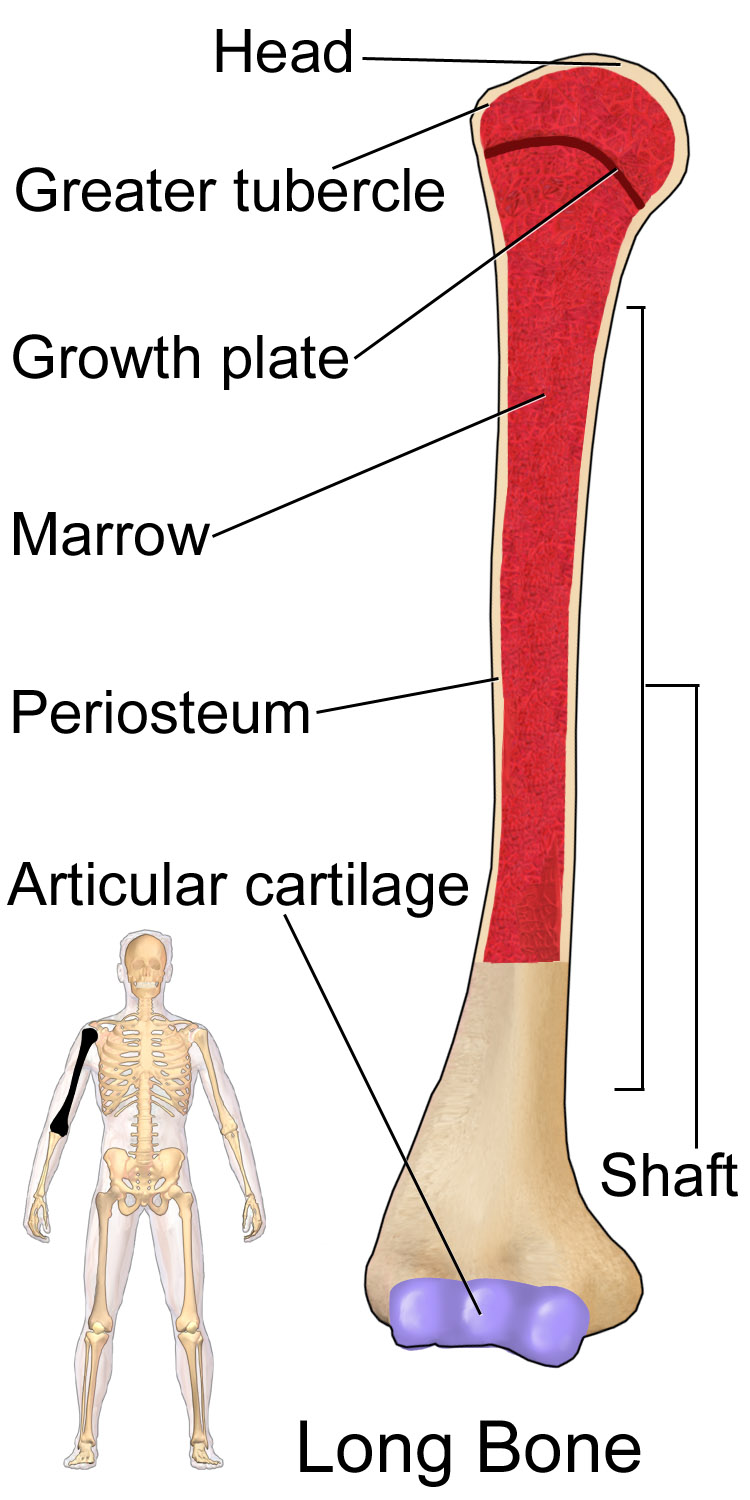 Blausen - Long bone (Humerus) - English labels