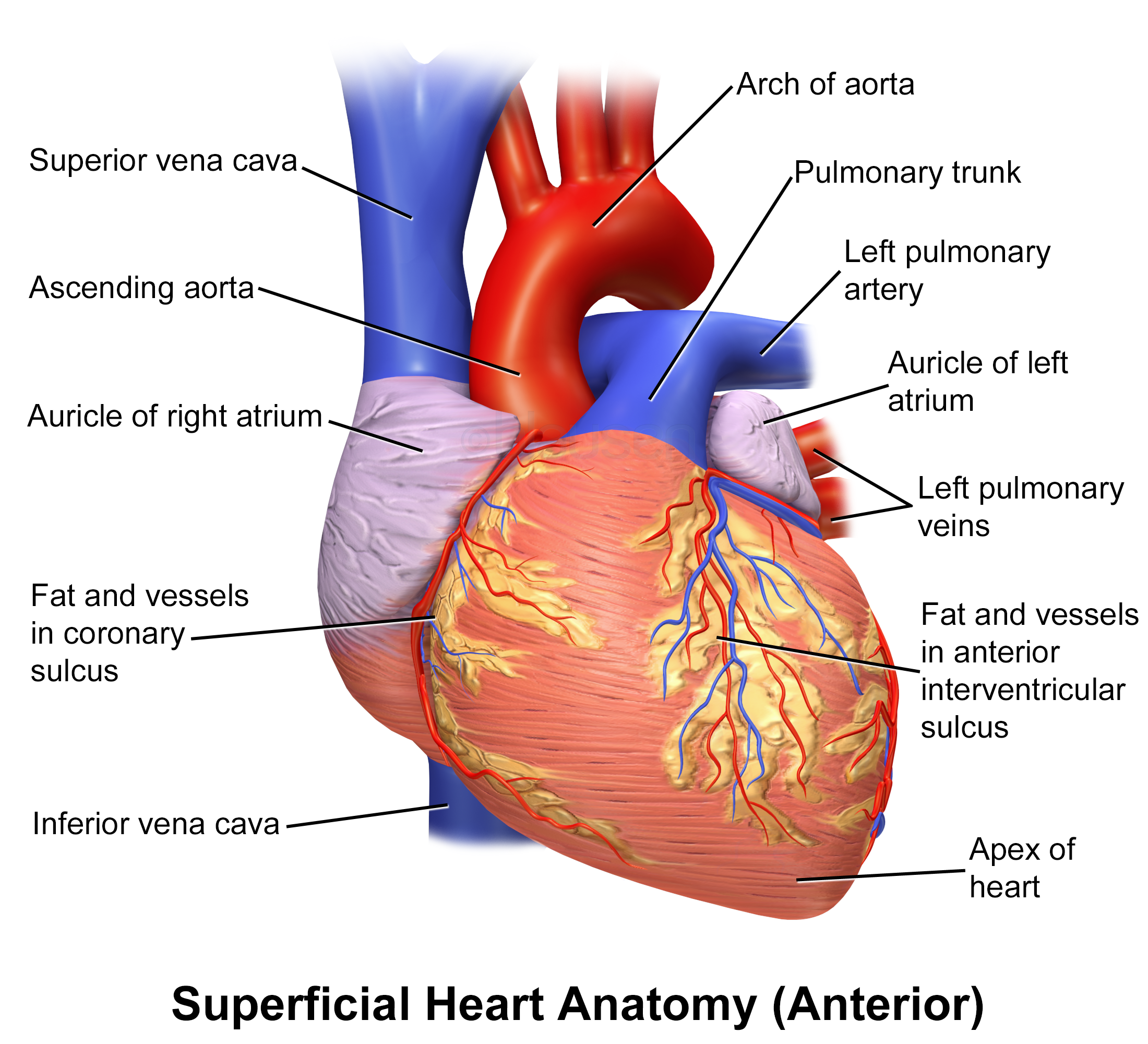 Blausen 0451 - Anterior view of the heart - English labels | AnatomyTOOL