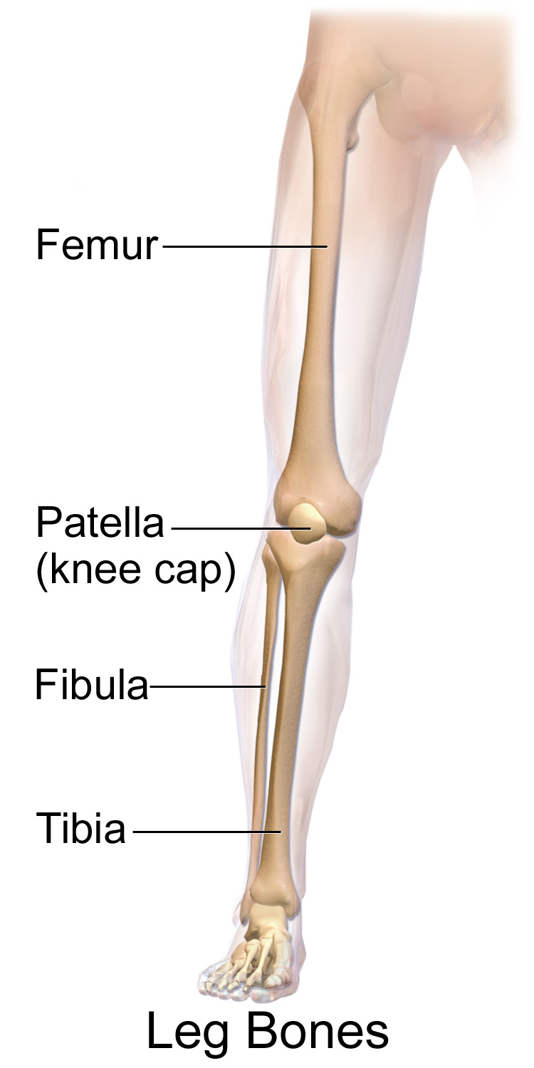 Blausen 0608 - Bones of the lower limb - English labels | AnatomyTOOL