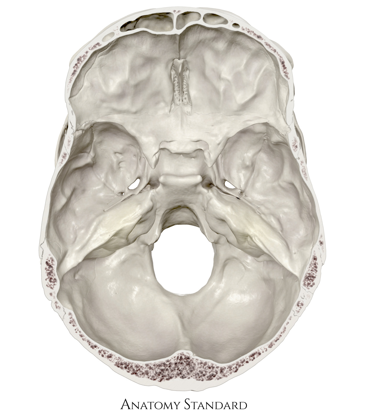 Anatomy Standard - Drawing Basis cranii interna - no labels | AnatomyTOOL