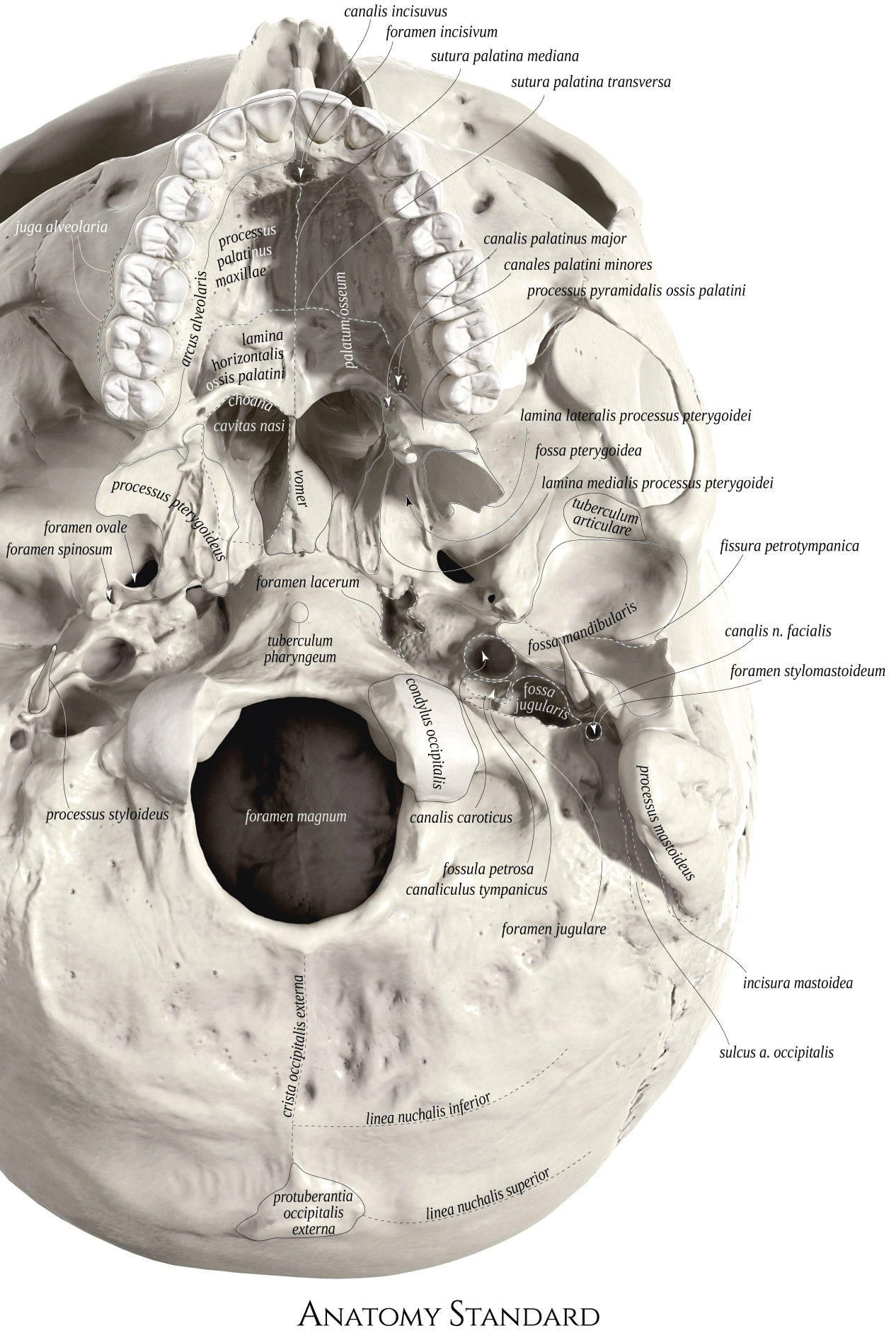 Anatomy Standard - Drawing Basis cranii externa: detail of openings ...