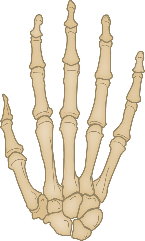 bones of the hand unlabeled