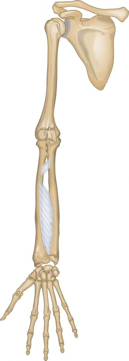 Slagter - Drawing Bones upper limb and shoulder girdle ventral side - no  labels