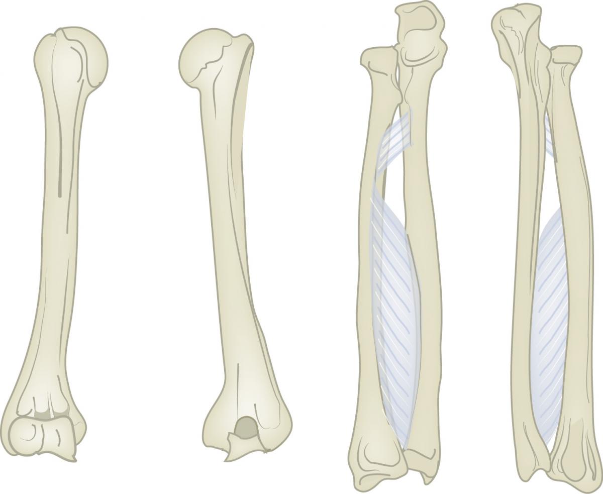 Slagter Drawing Radius and ulna separate and with interosseous
