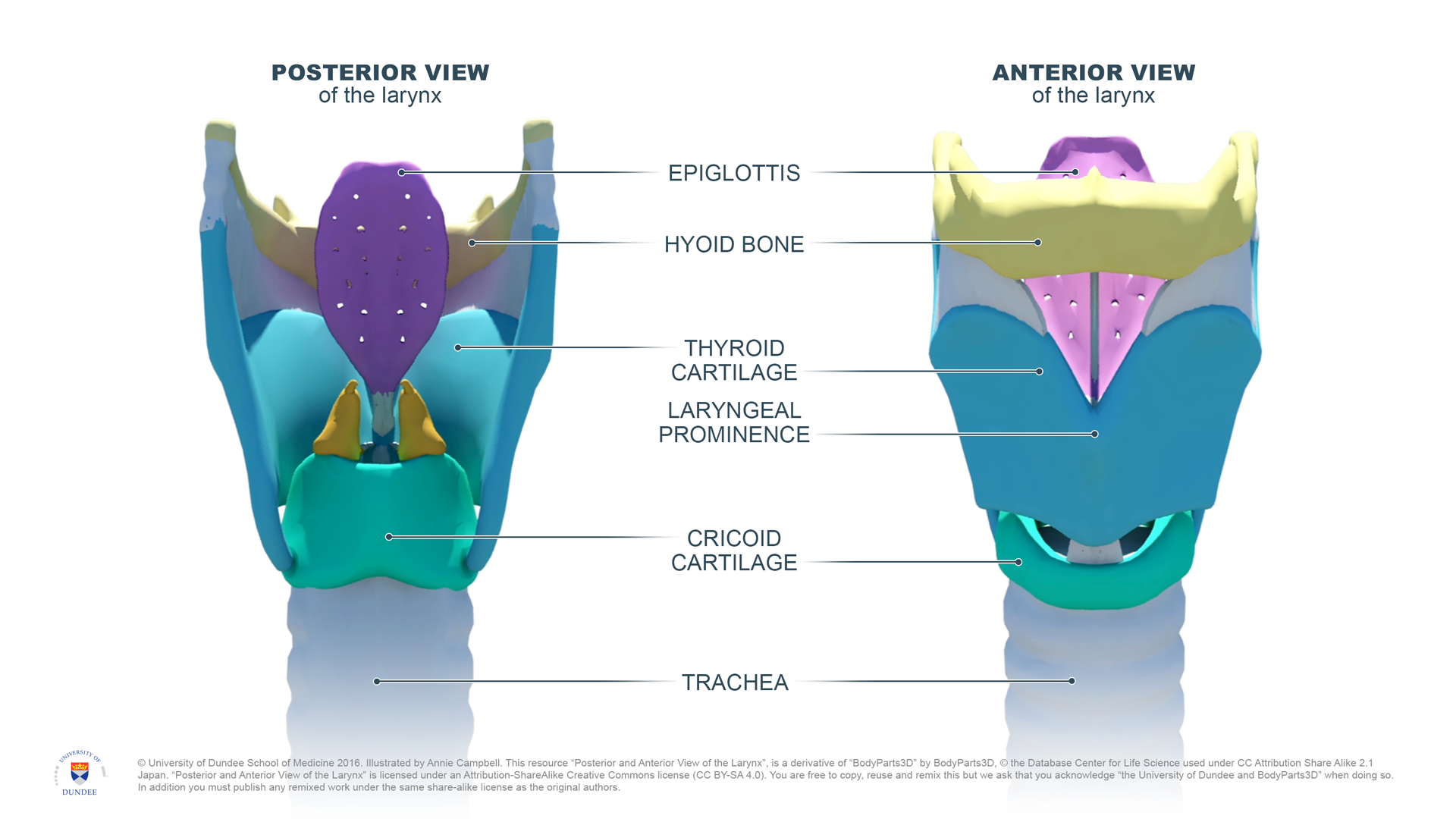 Anatomy Of The Larynx Anterior View - slideshare