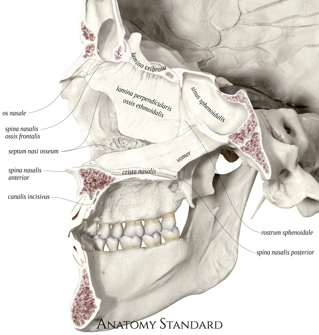 Anatomy Standard - Drawing Nasal cavity: sagittal cut - Latin labels ...