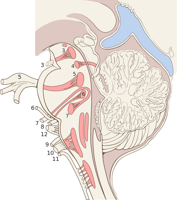 Label Cranial Nerves Quiz