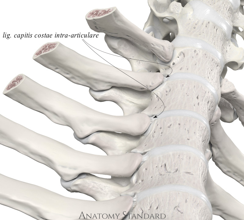 Anatomy Standard Drawing Ligamentum Capitis Costae Intra Articulare