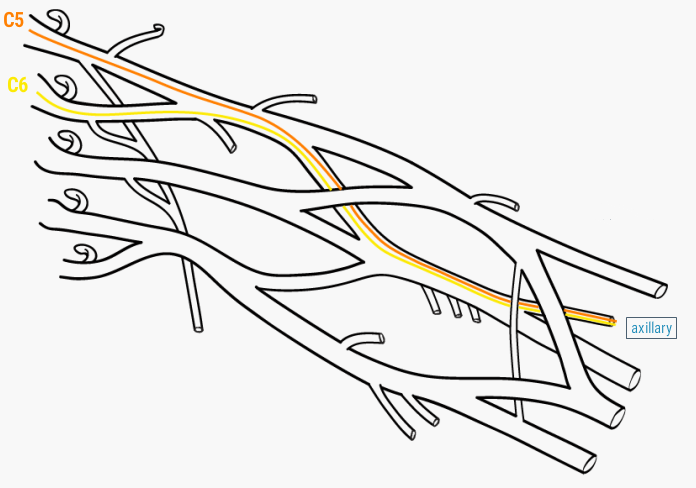 brachial plexus diagram blank