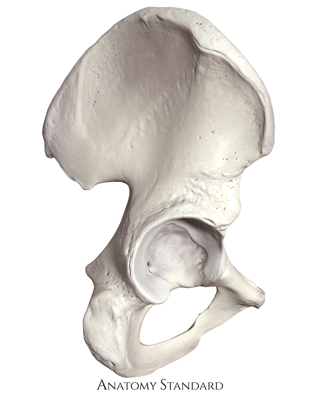 pelvis posterior view