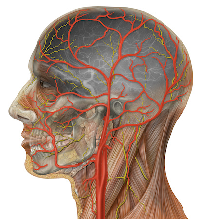 Lynch - Drawing Internal and external carotid arterial trees - no ...