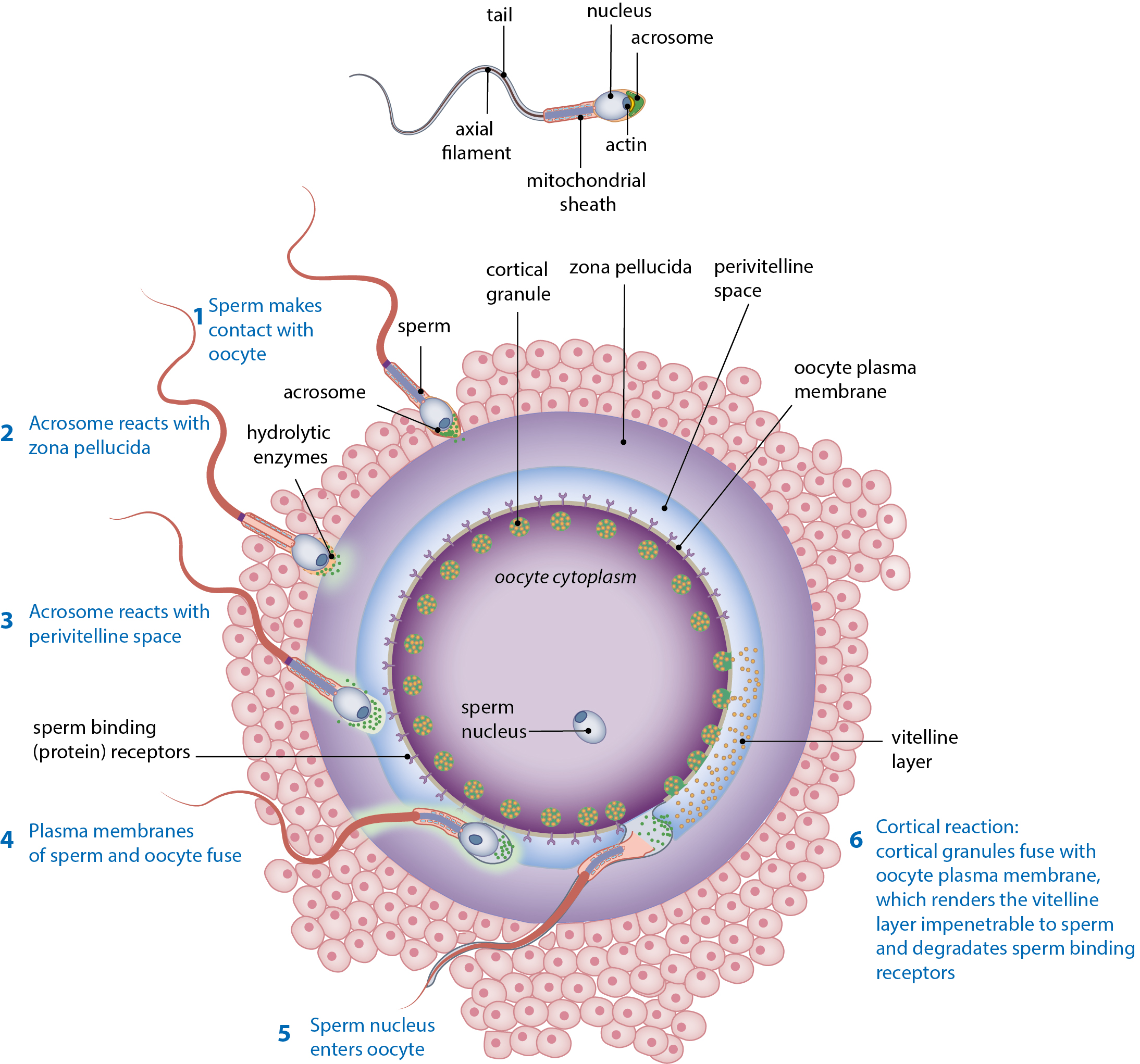 Slagter - Drawing Stages of fertilisation of oocyte - English labels ...