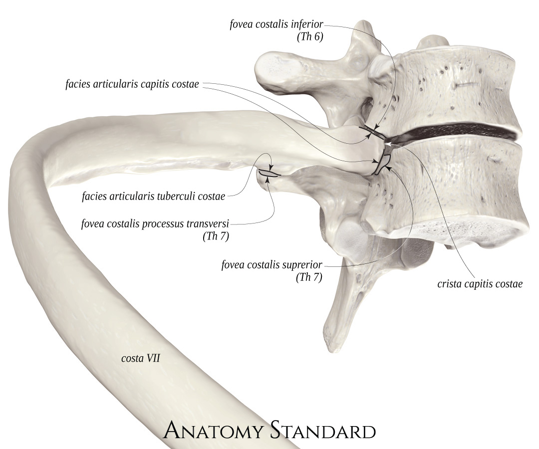 Anatomy Standard - Drawing Relations between rib and vertebrae