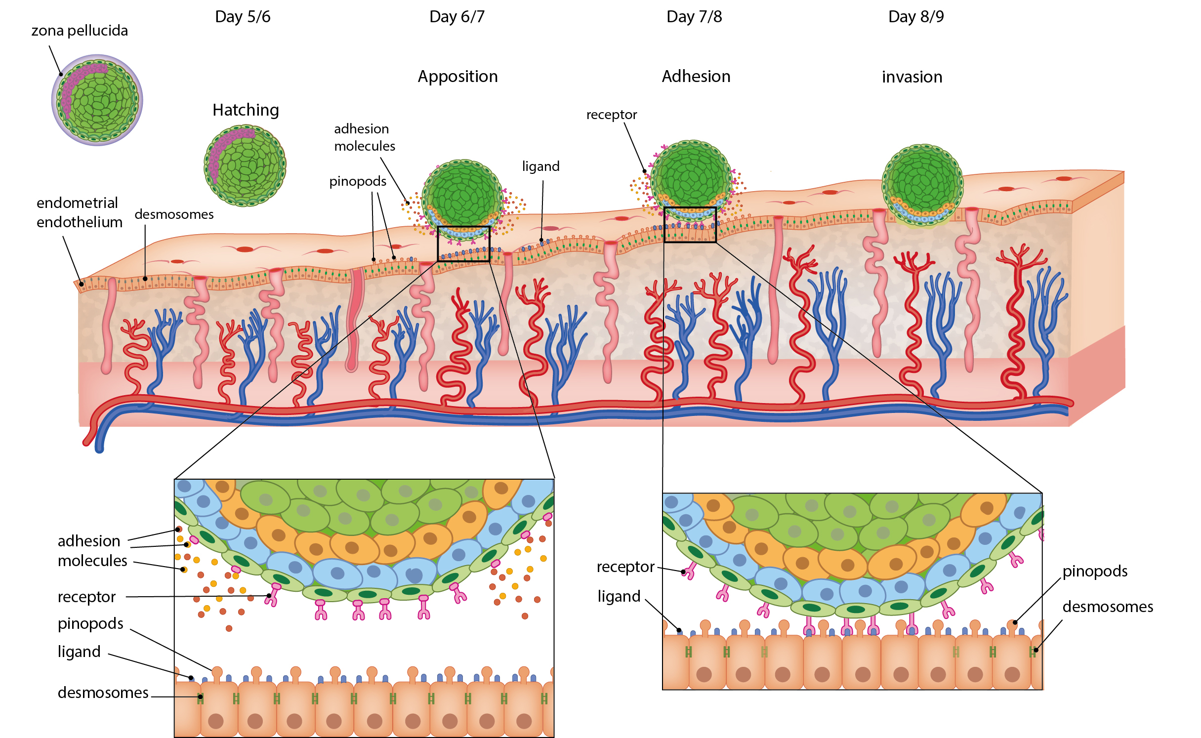 Slagter - Drawing Implantation of blastocyt with details of oocyte ...