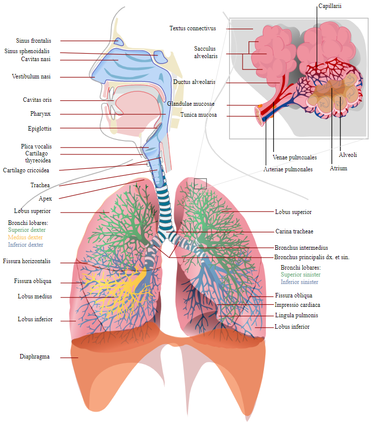 Drawing Of The Human Respiratory System Royalty Free SVG, Cliparts,  Vectors, and Stock Illustration. Image 7054546.