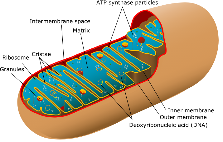 LadyofHats - Drawing Mitochondrion - English labels | AnatomyTOOL