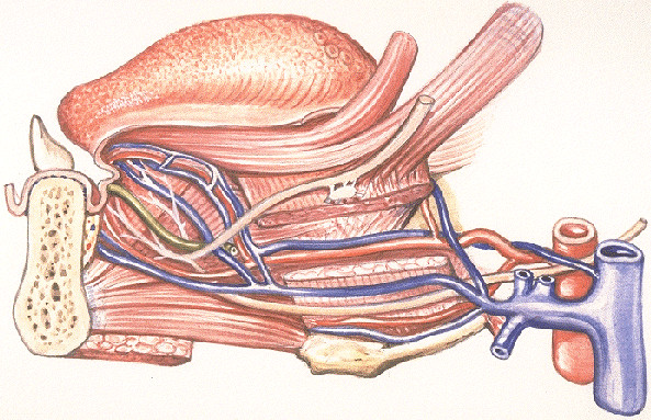 Lingua, systema vasculare