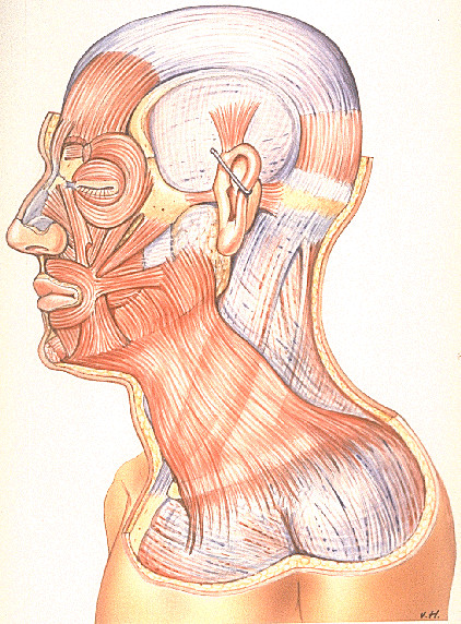 Musculi faciei, plana sagittalia