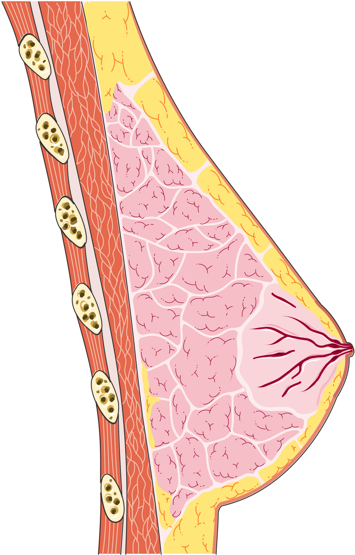 Servier - Drawing Cross-section of the breast - no labels