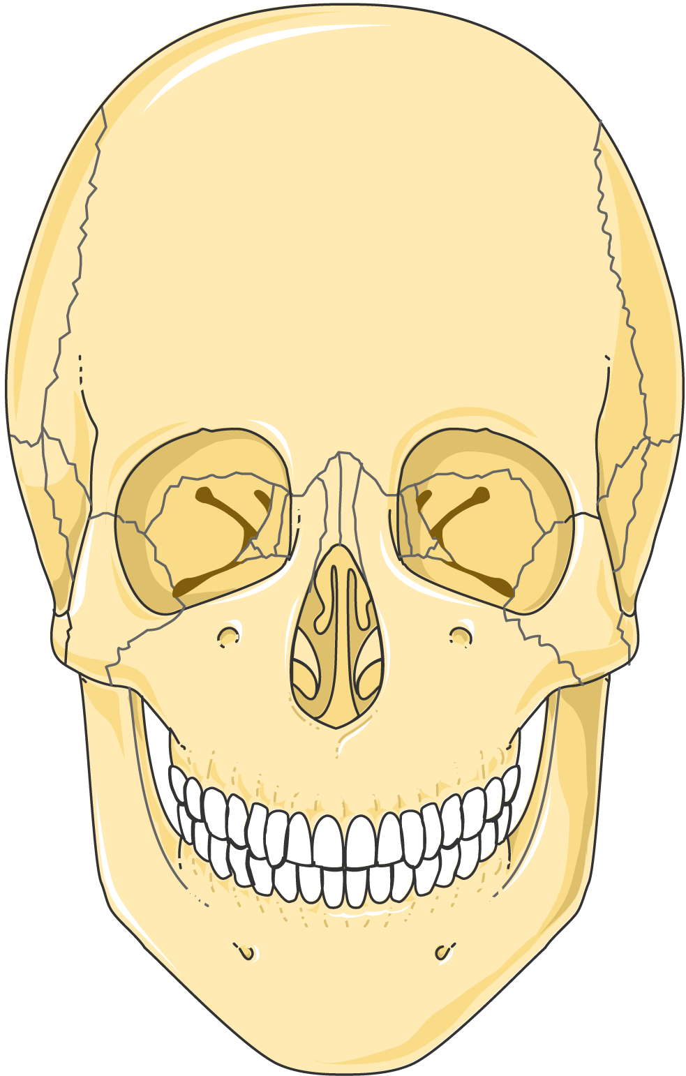 human skull front drawing