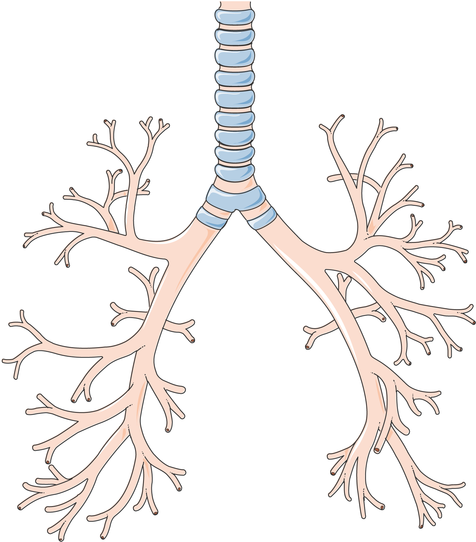 bronchial tree anatomy labeled