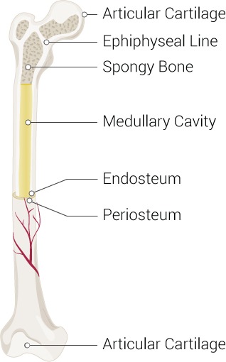 medullary cavity diagram