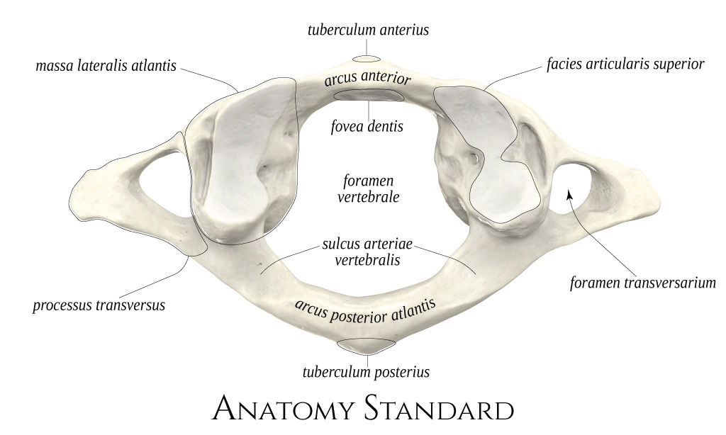 Anatomy Standard - Drawing Scapula: lateral view - Latin labels