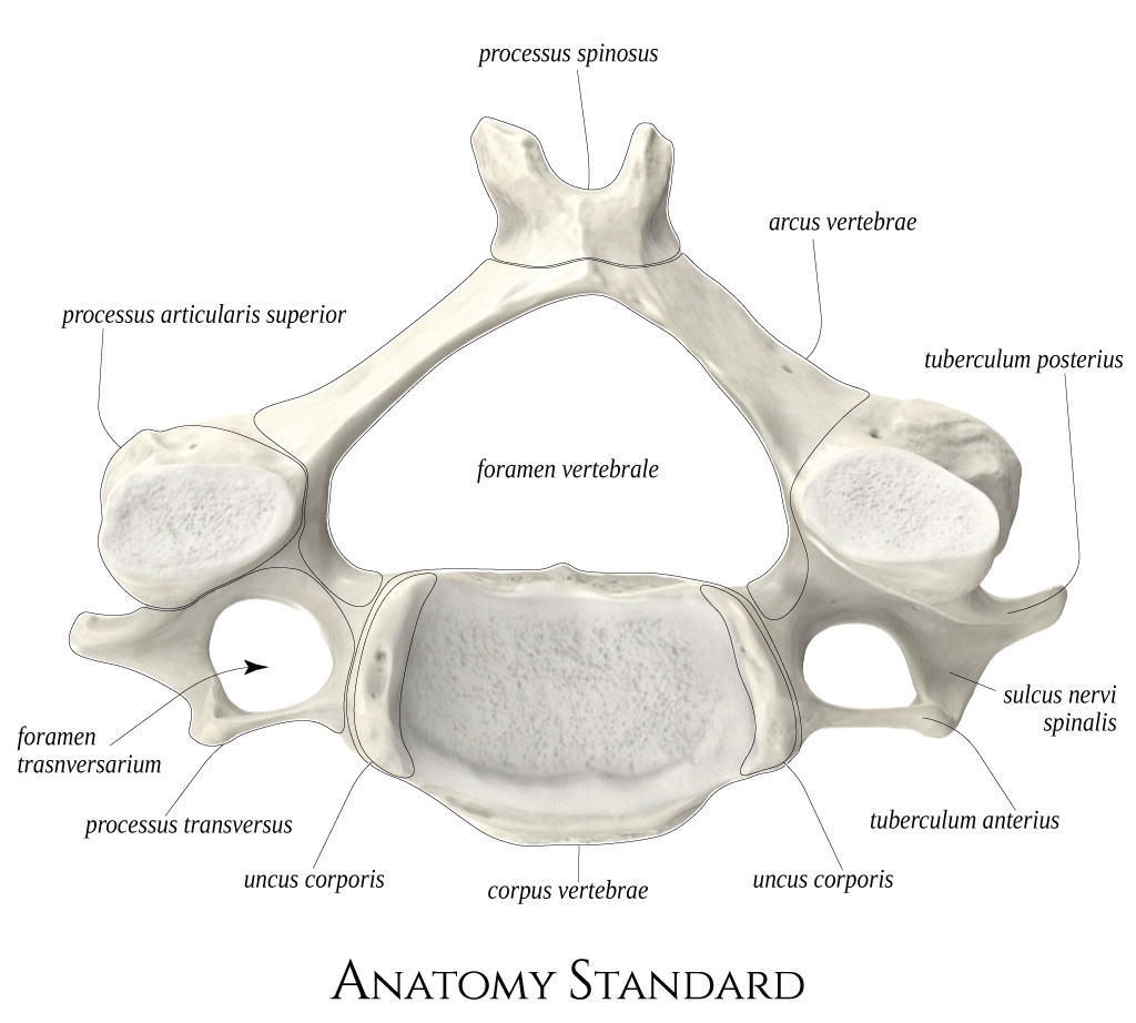 Anatomy Standard - Drawing Superior aspect of cervical vertebra (C4 ...