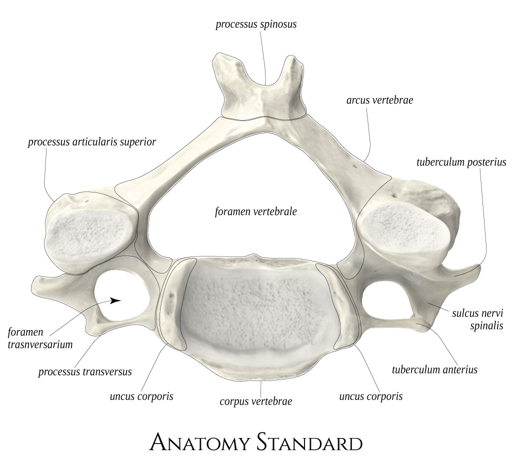 Anatomy Standard - Drawing Superior aspect of cervical vertebra (C4