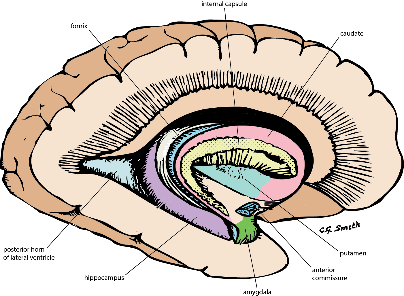 Basal Ganglia - Draw it to Know it, Neuroanatomy 