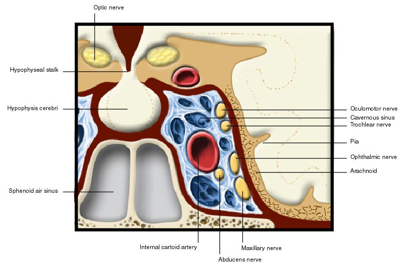 Sinus cavernosus