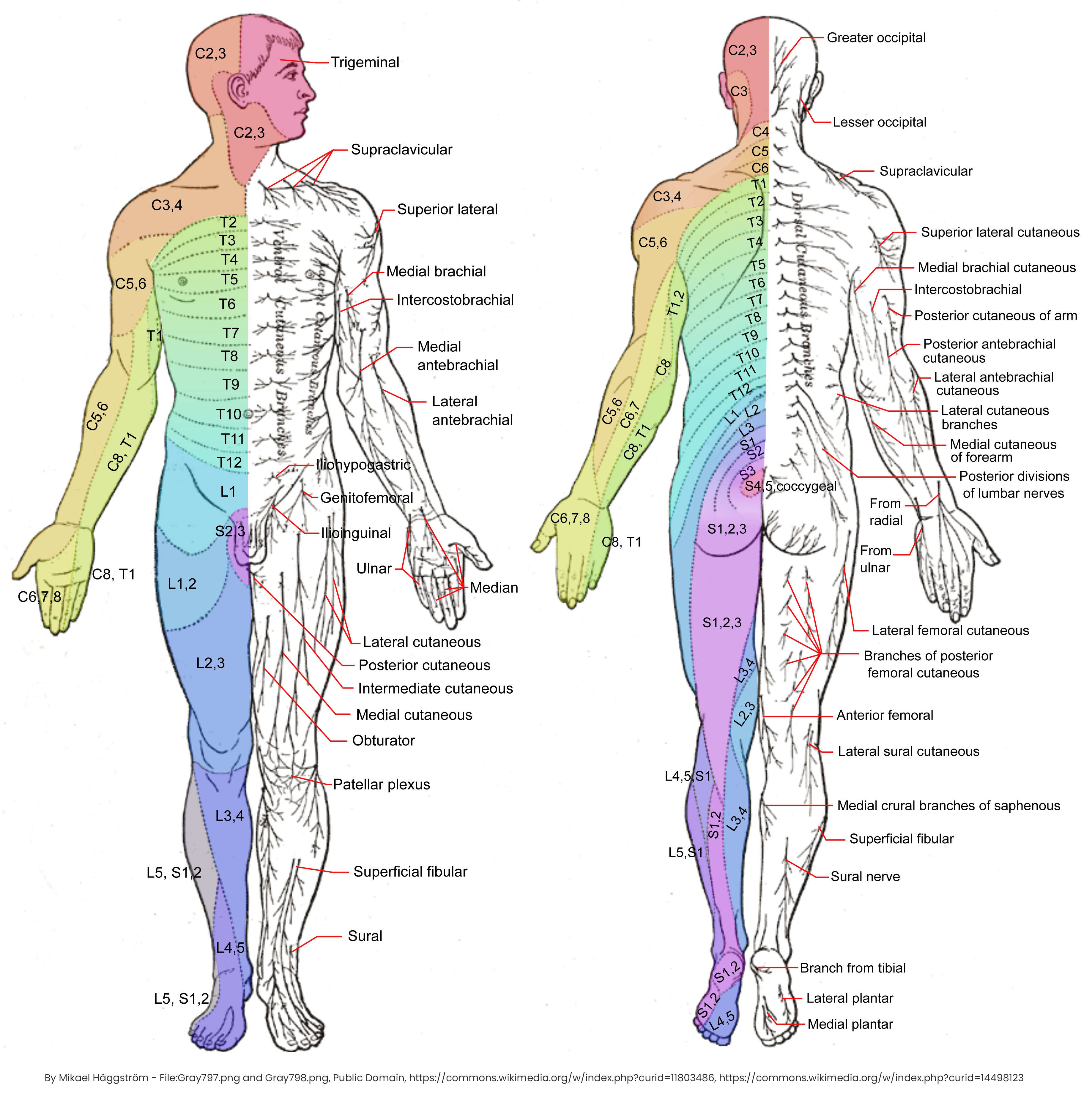 Drawing Dermatomes and Cutaneous Nerves in an Anterior and Posterior View - English labels