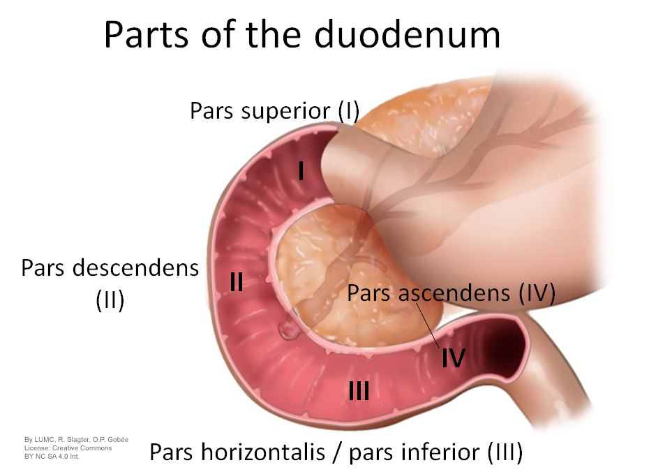 Four different parts of the duodenum, with the stomach (proximal), jejunum (distal) and the pancreas (in the curve of the duodenum).