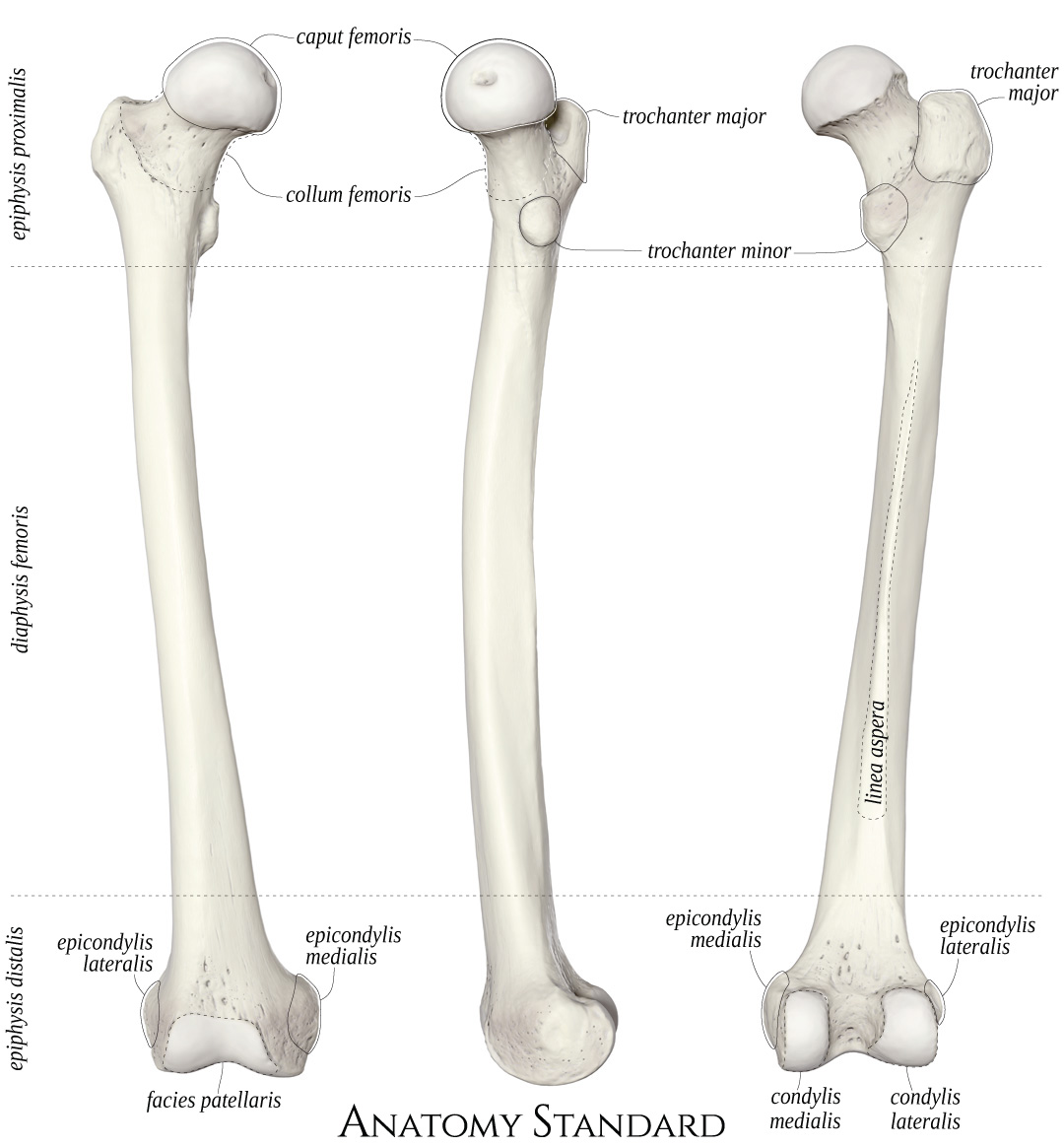  Anatomy Standard Drawing Femur Anterior Medial And Posterior View 