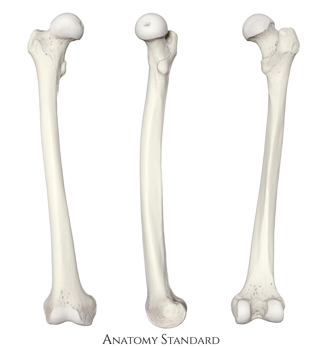 Сколько костей в бедре. Бедренная кость анатомия. Трохантер Майер. Бедро os femoris. Бедренная кость Синельников.