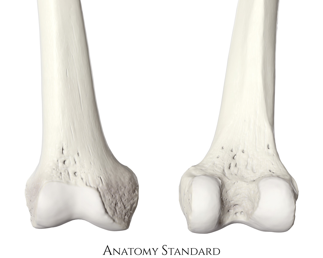 Anatomy Standard Femur