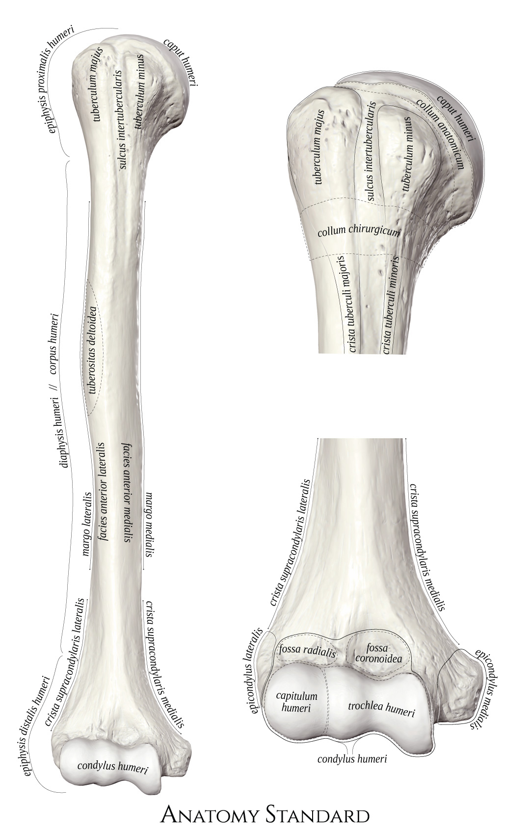 Humerus bone: anterior Diagram