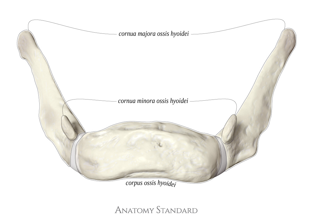 Anatomy Standard Drawing Hyoid Bone Anterior View Latin Labels Anatomytool 2619