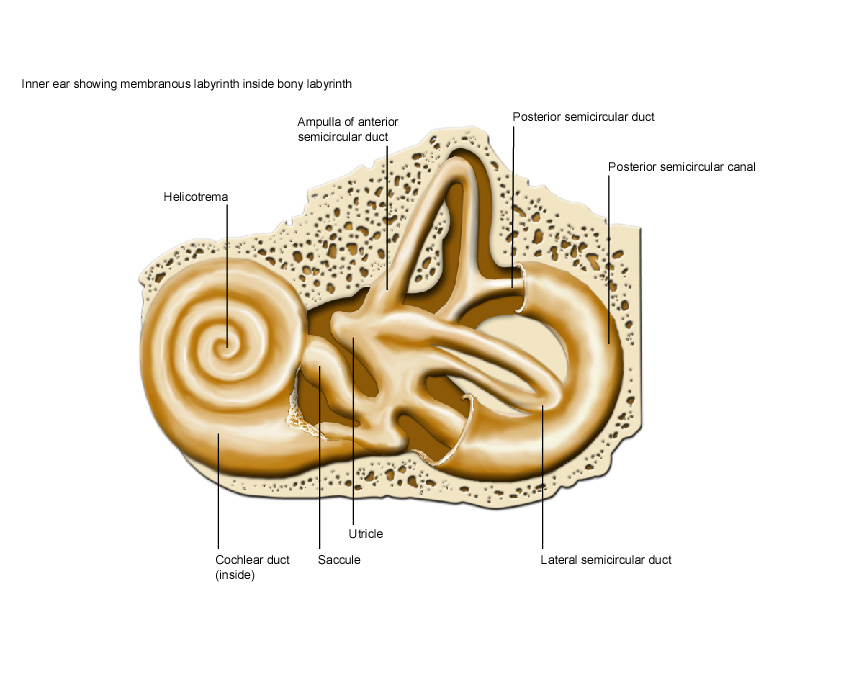 The Inner Ear - Bony Labyrinth - Membranous Labryinth - TeachMeAnatomy