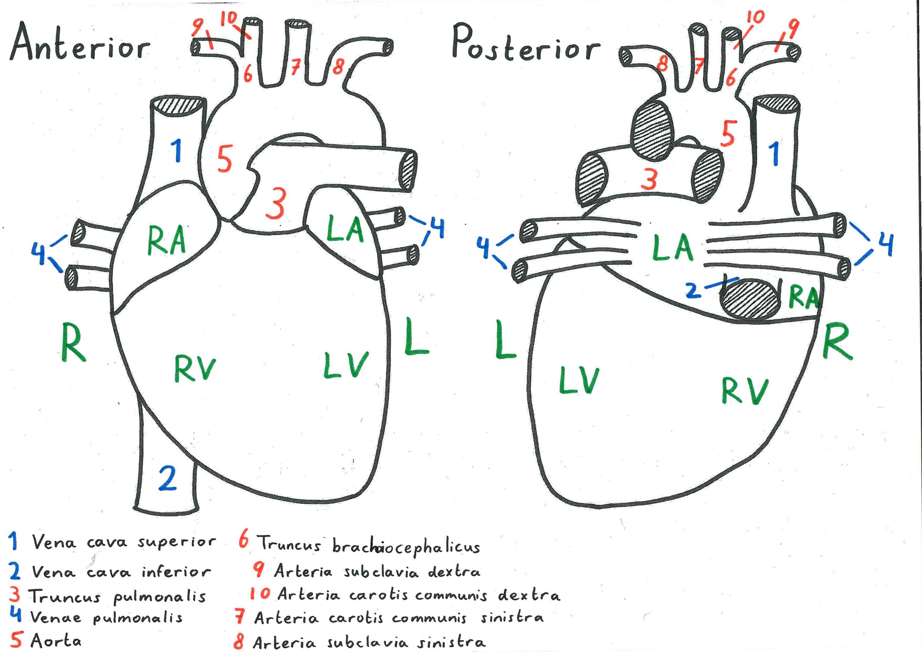 A drawing of the heart as seen from anterior and posterior, with numbered labels and Latin answers