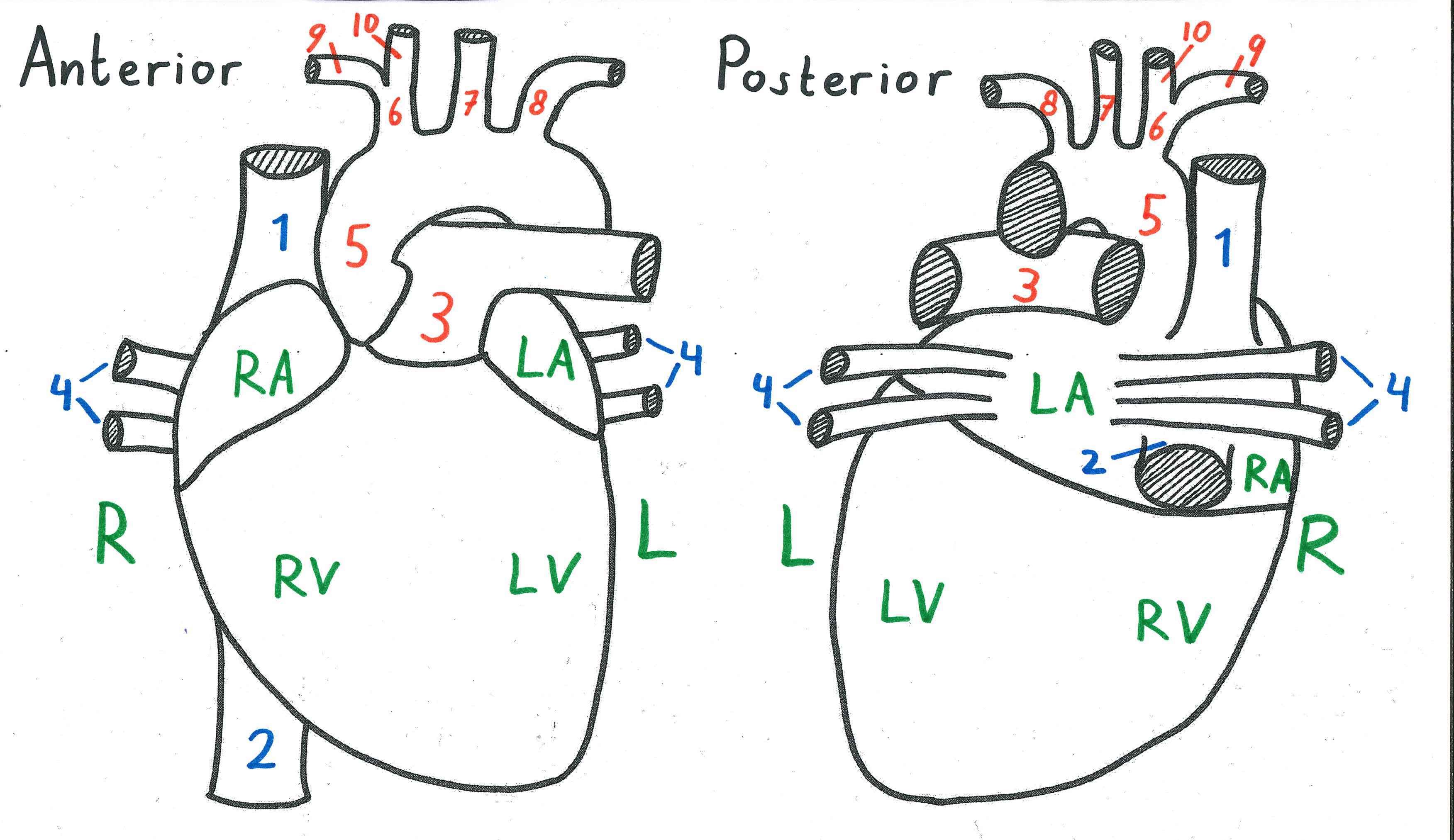 A drawing of the heart as seen from anterior and posterior, with numbered labels