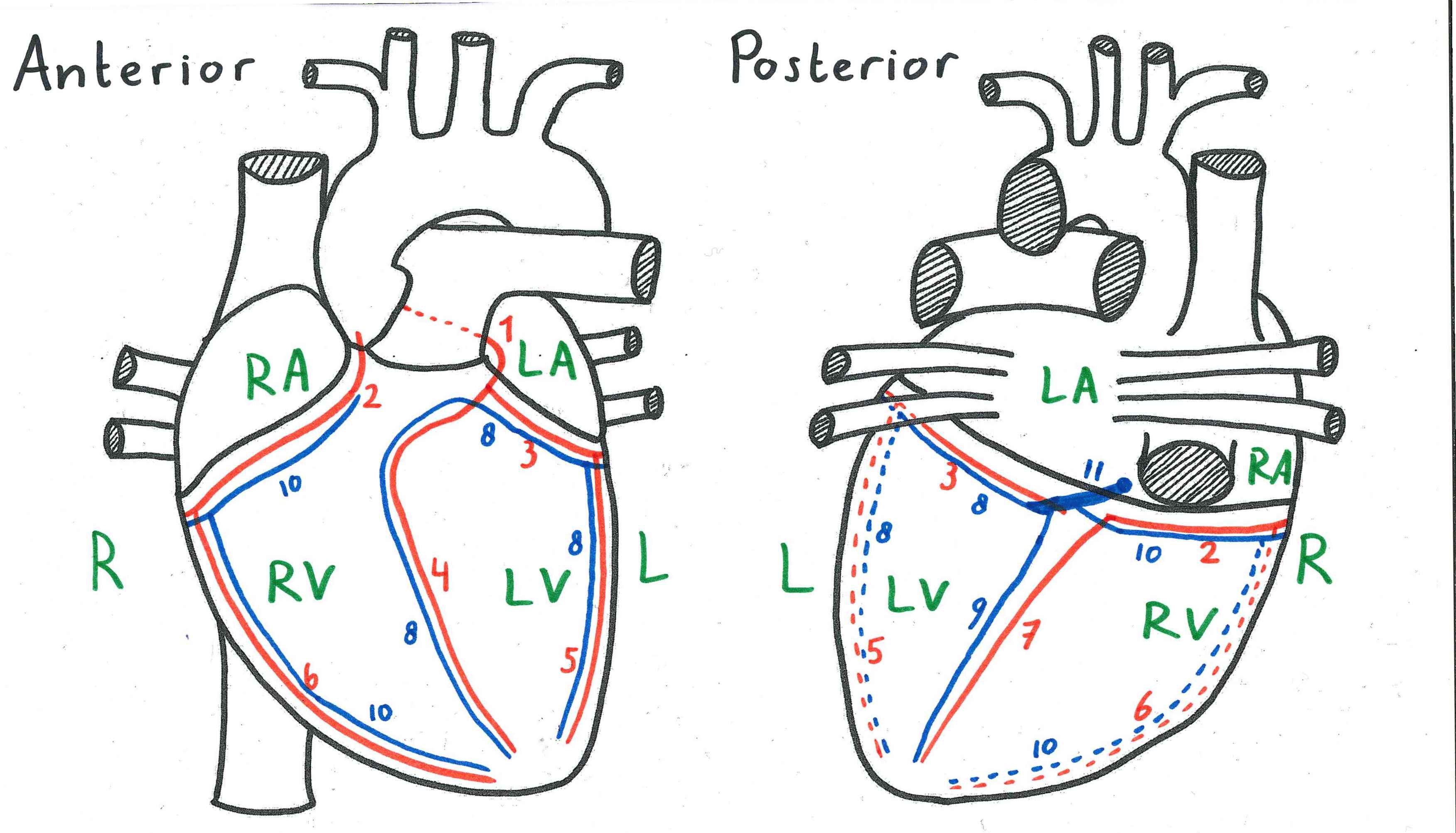 A drawing of the heart as seen from anterior and posterior including the coronary arteries and vein, with numbered labels