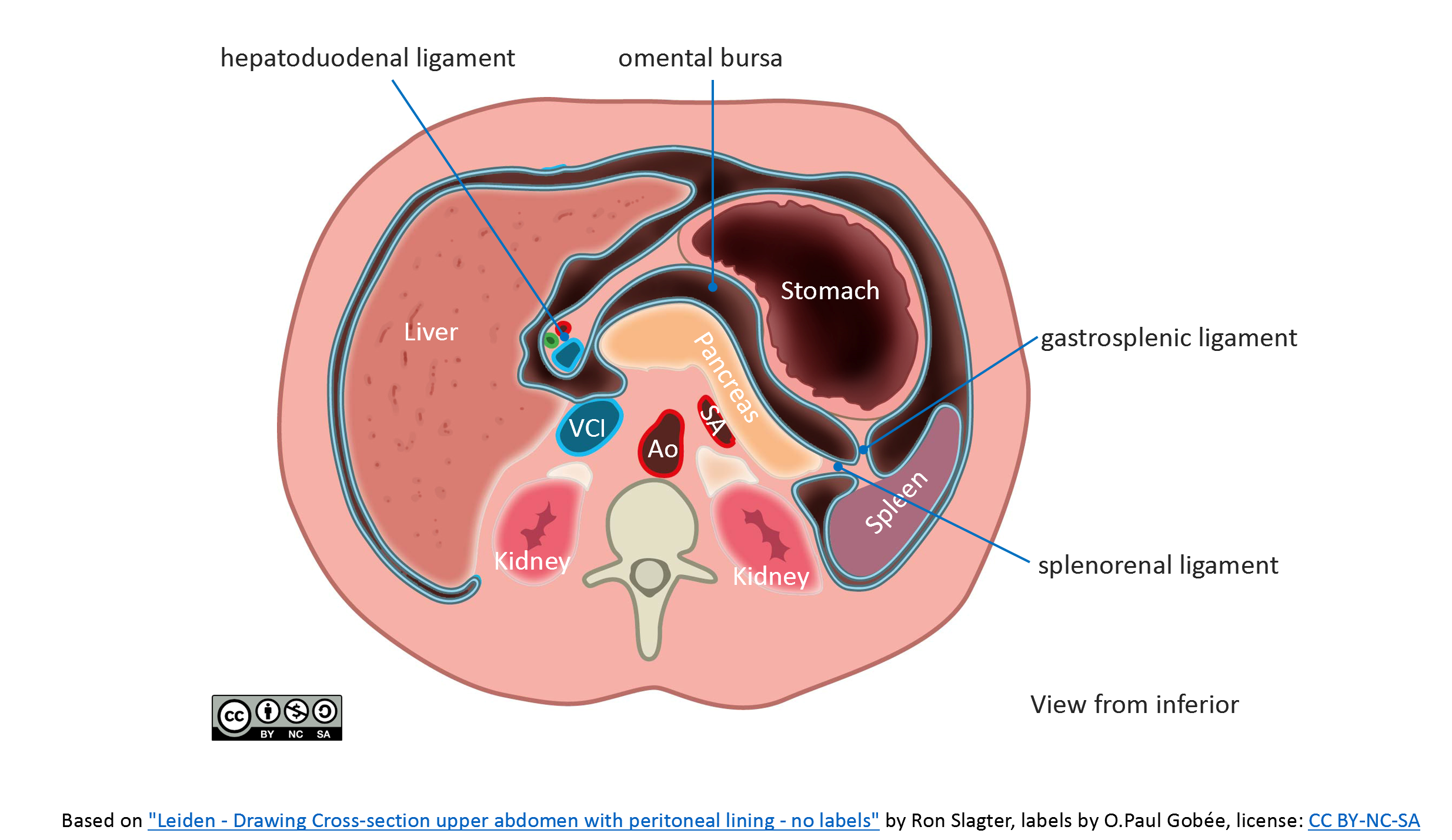 100,000 Pancreas anatomy Vector Images | Depositphotos