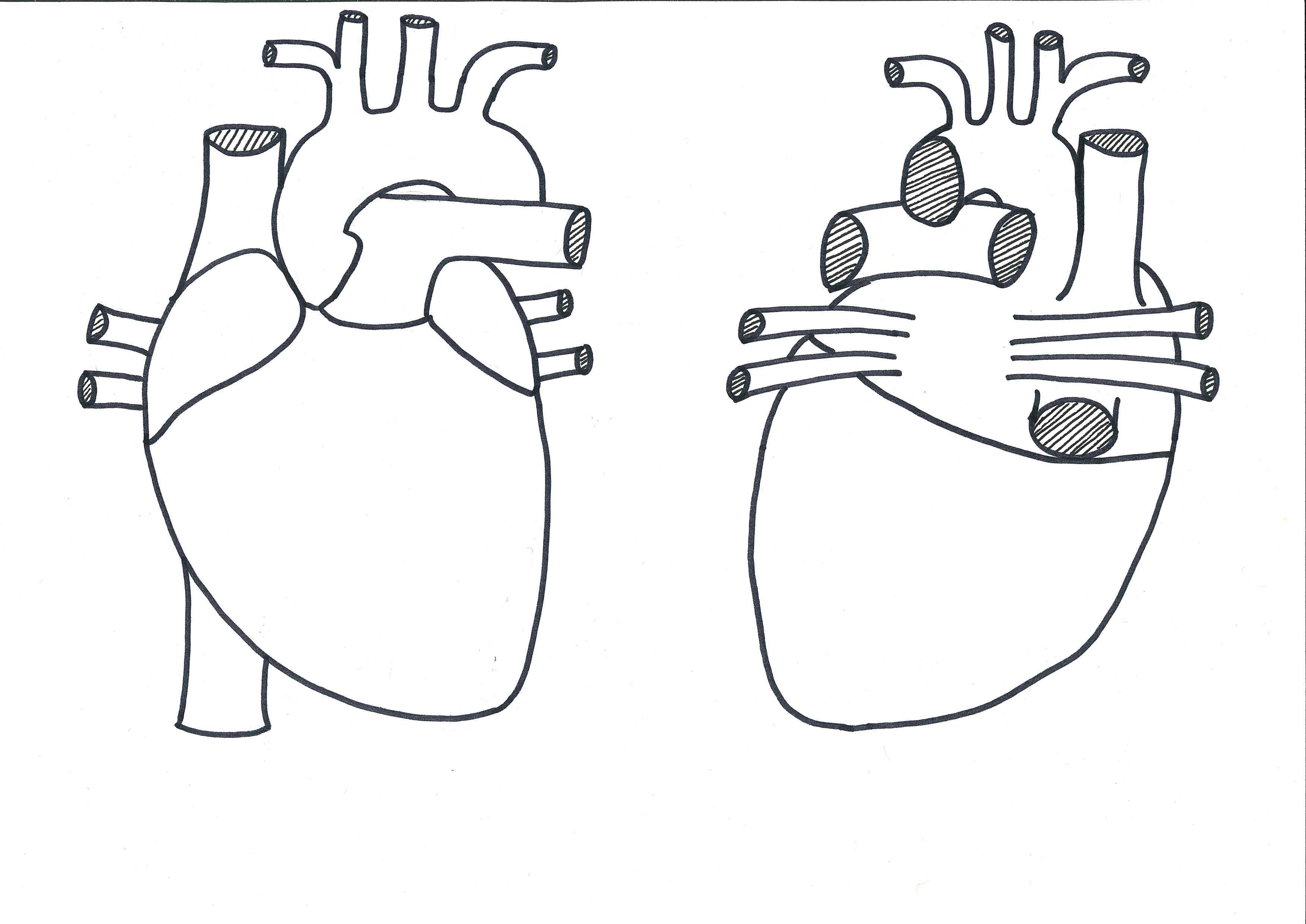 A drawing of the heart as seen from anterior and posterior, no labels