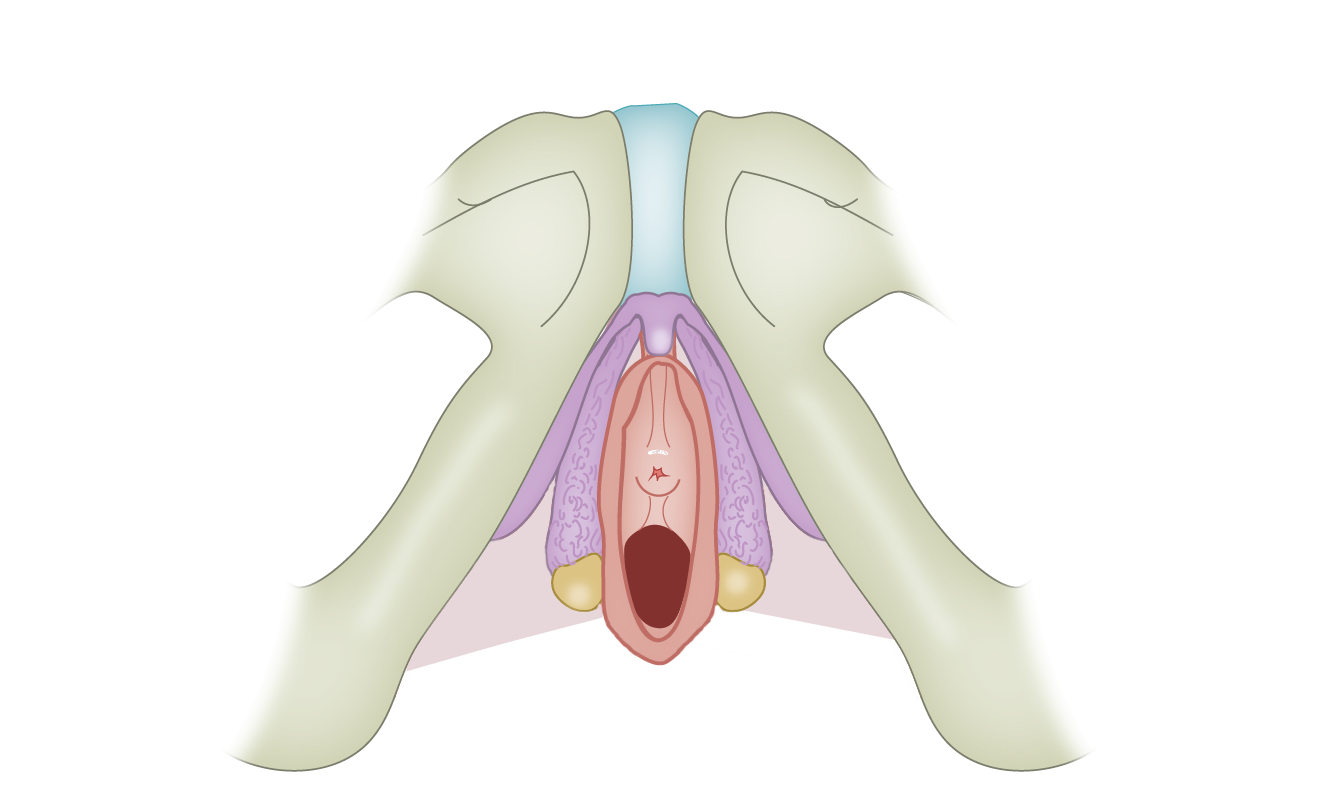 Inferior view of the deep male and female perineal pouch - Dutch labels