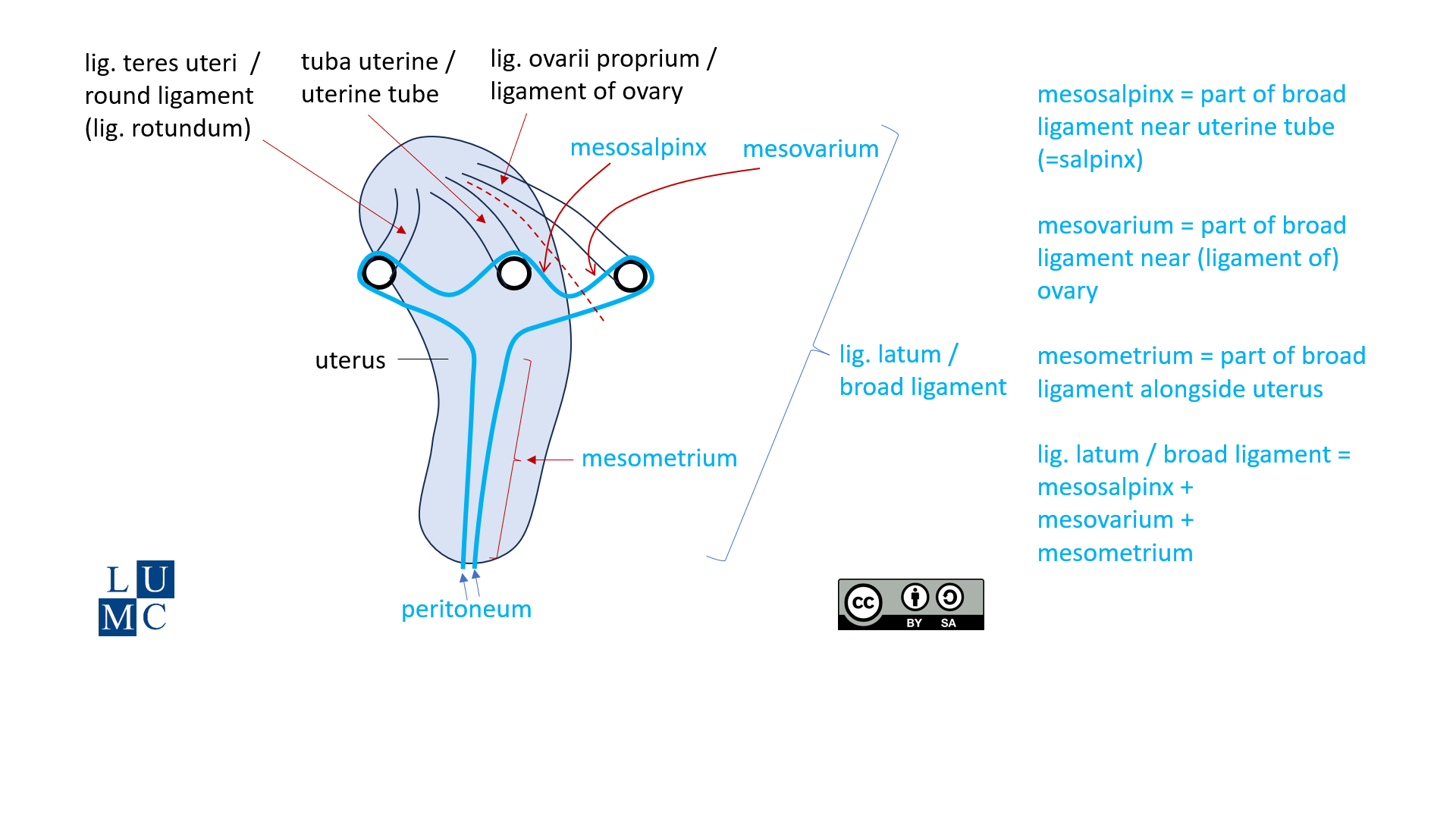 Leiden - Schematic drawing 1 - Peritoneal folds around uterus - Latin and English labels